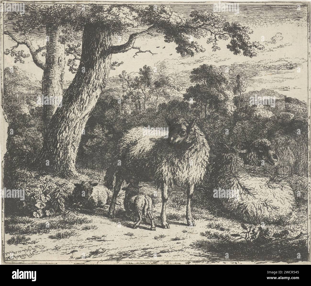 Pecore in piedi con due agnelli, Jan van der Meer (II), 1685 stampano Una pecora in piedi e una in posizione sdraiata in un paesaggio. Un agnello beve alle pecore in piedi, un altro agnello è dietro di esso. Pecore di carta Haarlem Foto Stock