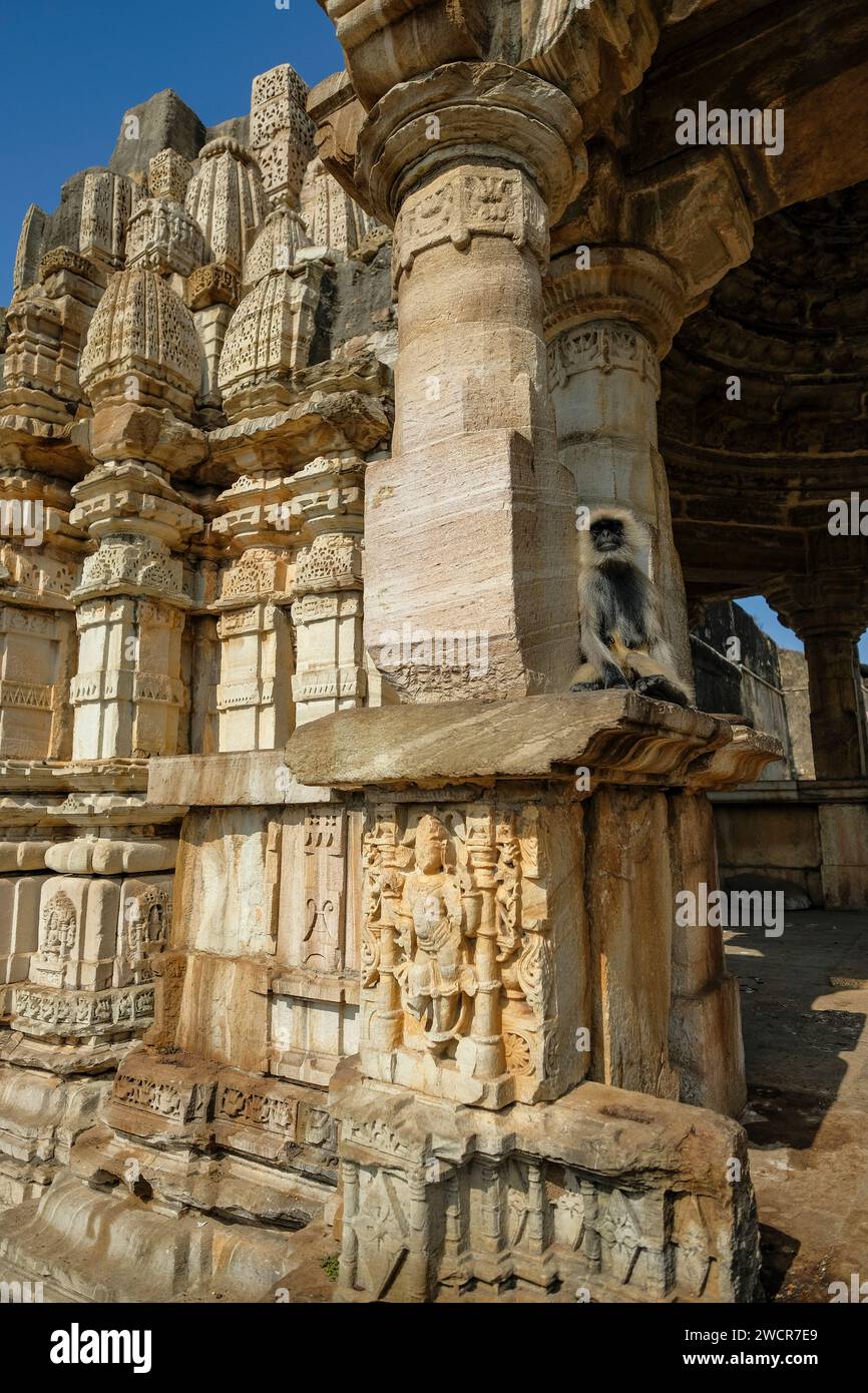 Chittorgarh, India - 6 gennaio 2024: Una scimmia alle rovine del forte di Chittorgarh a Chittogarh, Rajasthan, India. Foto Stock