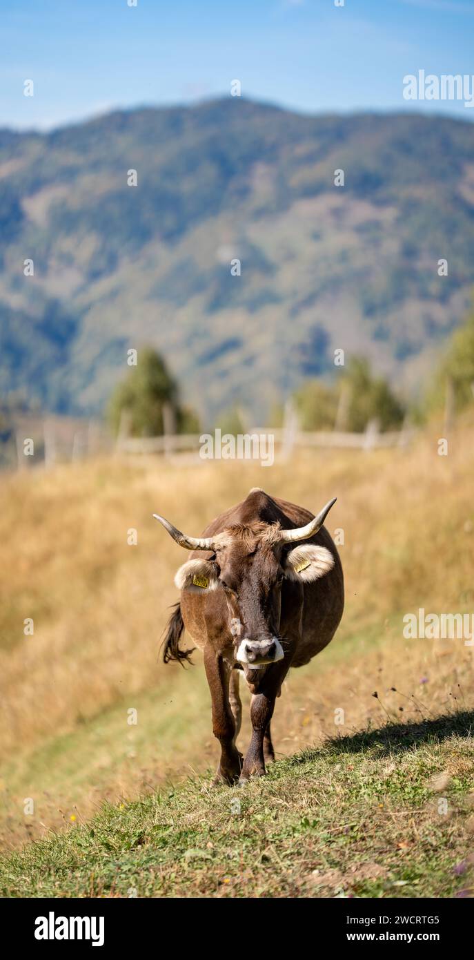 Un pittoresco toro che pascolava pacificamente in un lussureggiante campo verde, circondato da colline ondulate Foto Stock
