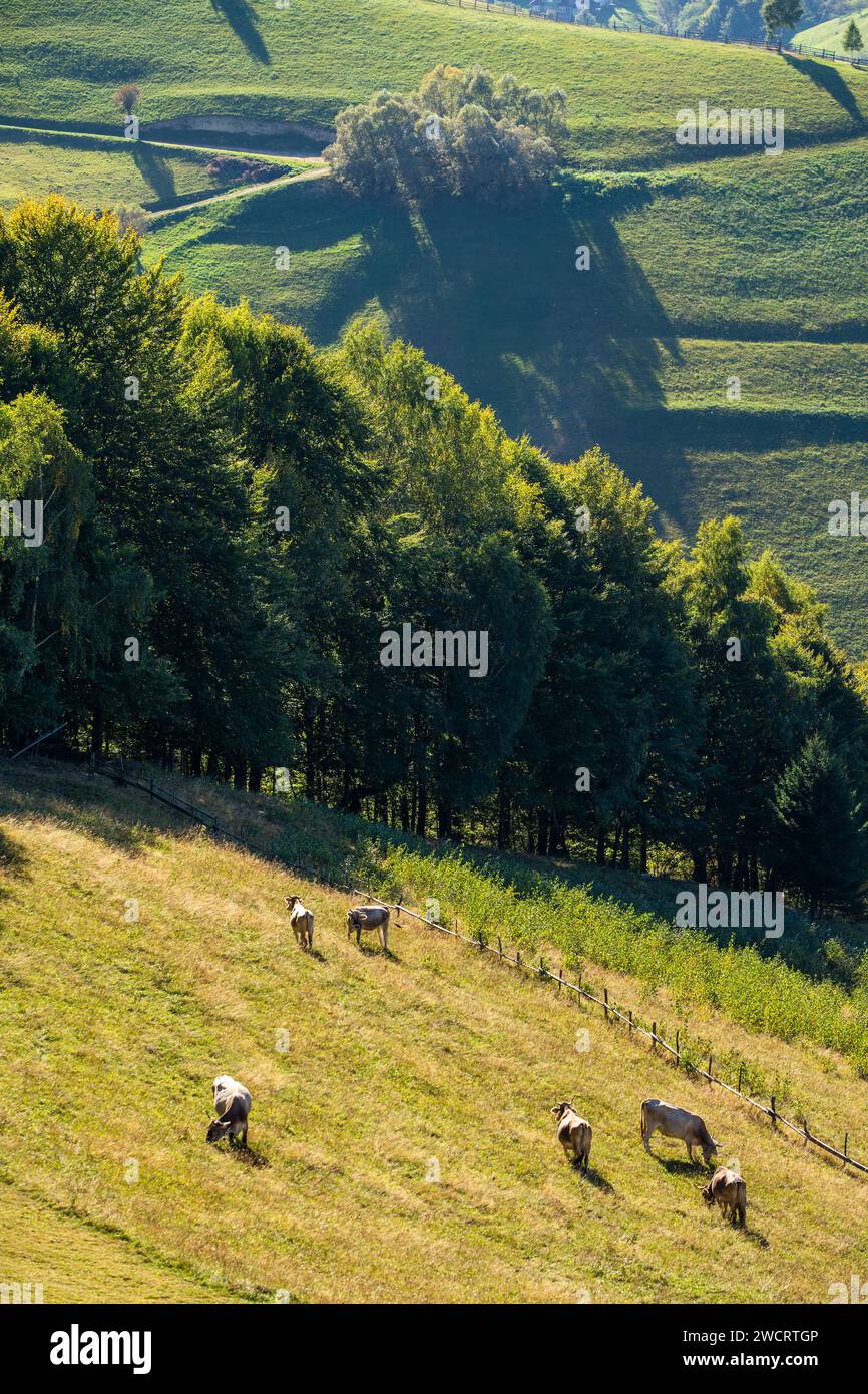 Una vista pittoresca delle mucche che pascolano pacificamente in un campo, con una vecchia casa colonica sullo sfondo Foto Stock