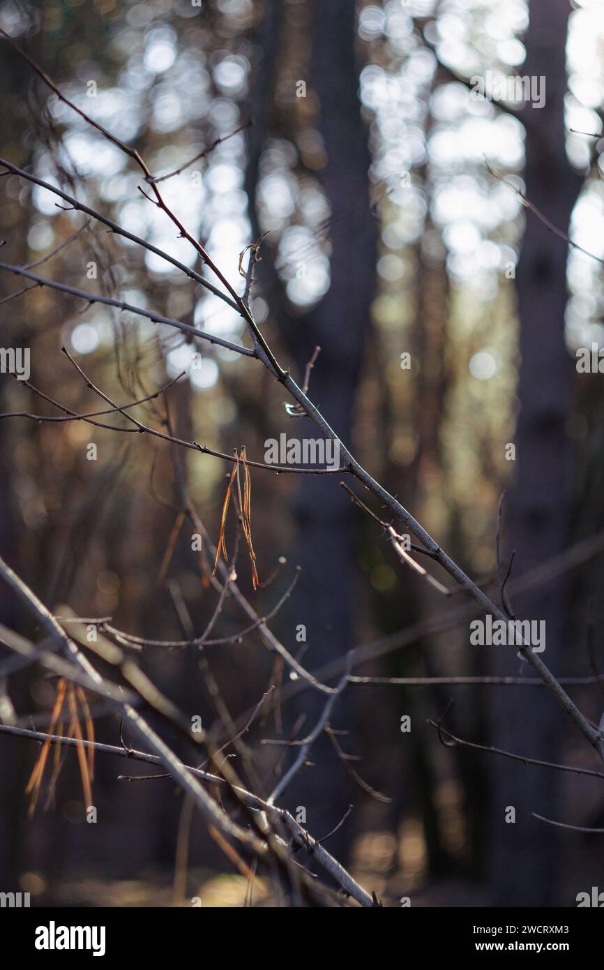 rami di alberi nei raggi del sole invernale, bokeh soleggiato Foto Stock
