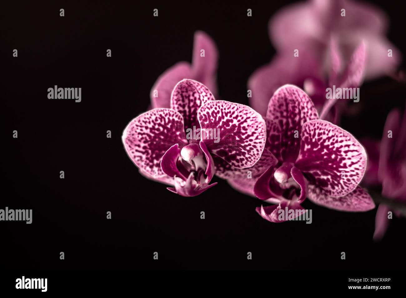Orchidea, orchidea rosa, fiori casalinghi Foto Stock