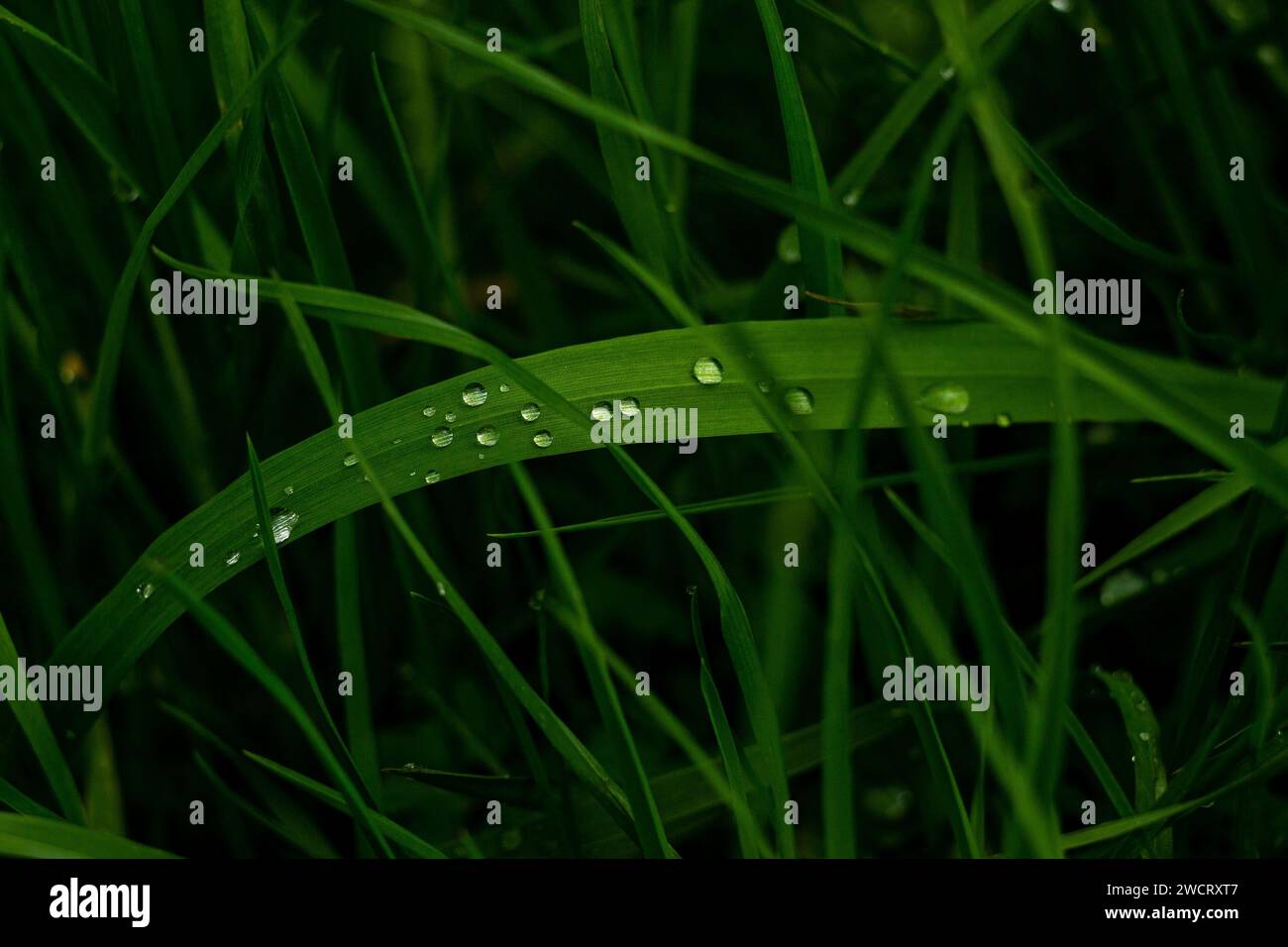 Gocce di acqua su foglie di erba Foto Stock