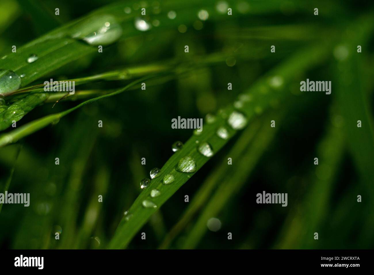 Gocce di acqua su foglie di erba Foto Stock