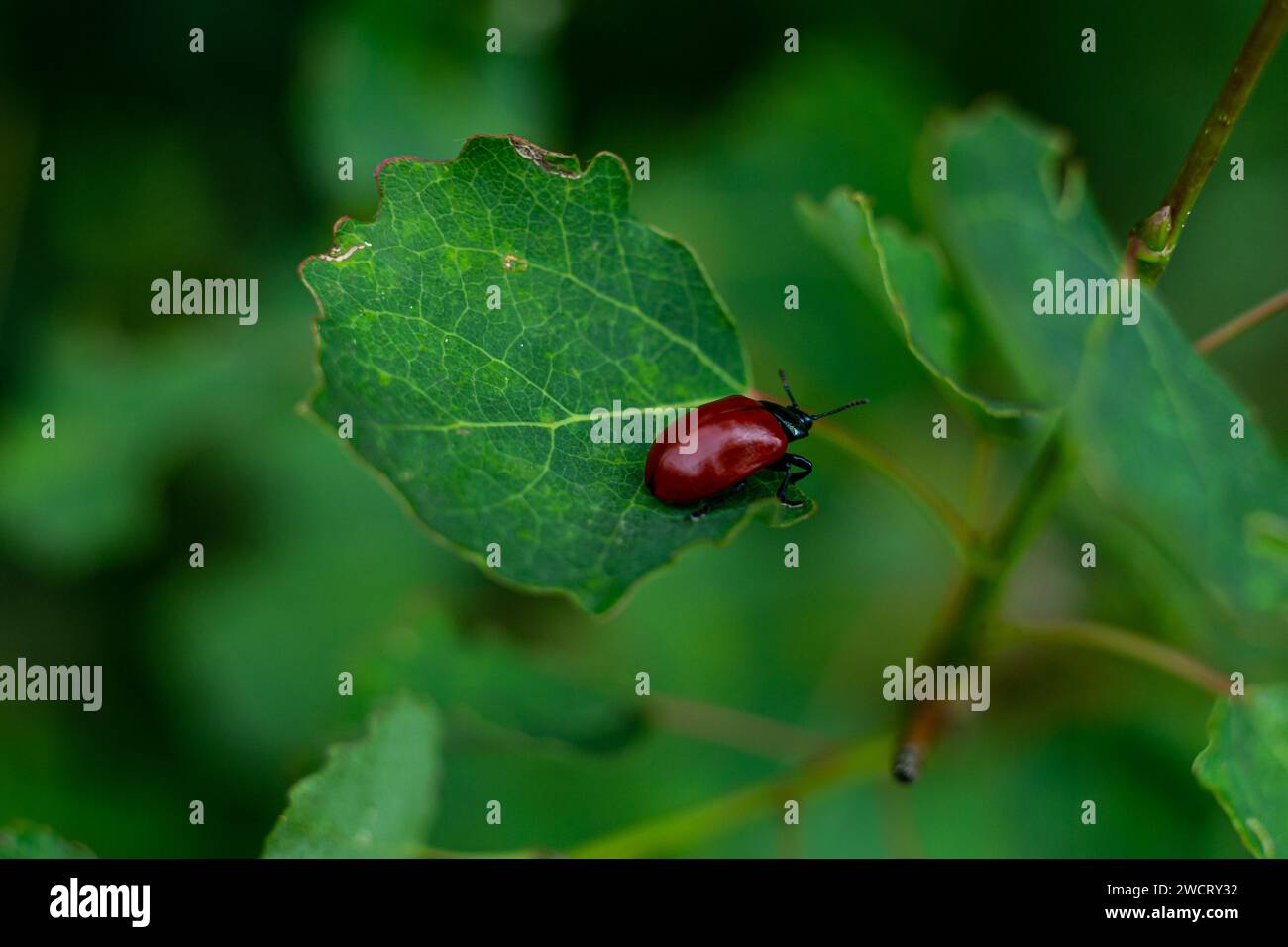 piccolo scarabeo rosso su una foglia verde Foto Stock