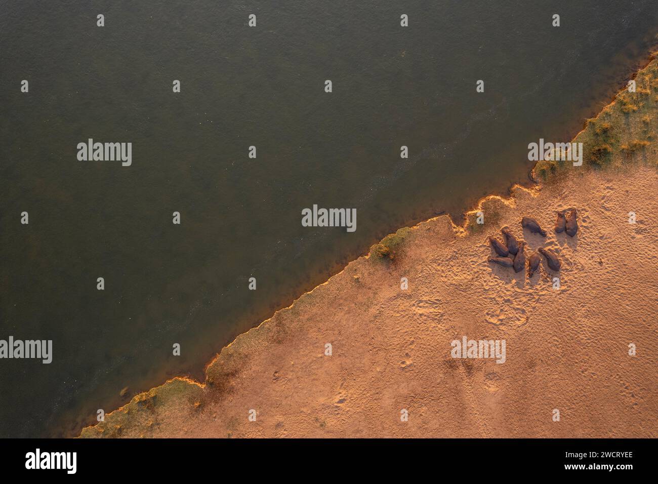 Un branco di Ippopotamo, Hippopotamus amphibius, si precipita nel fiume Zambesi nello Zimbabwe. Foto Stock