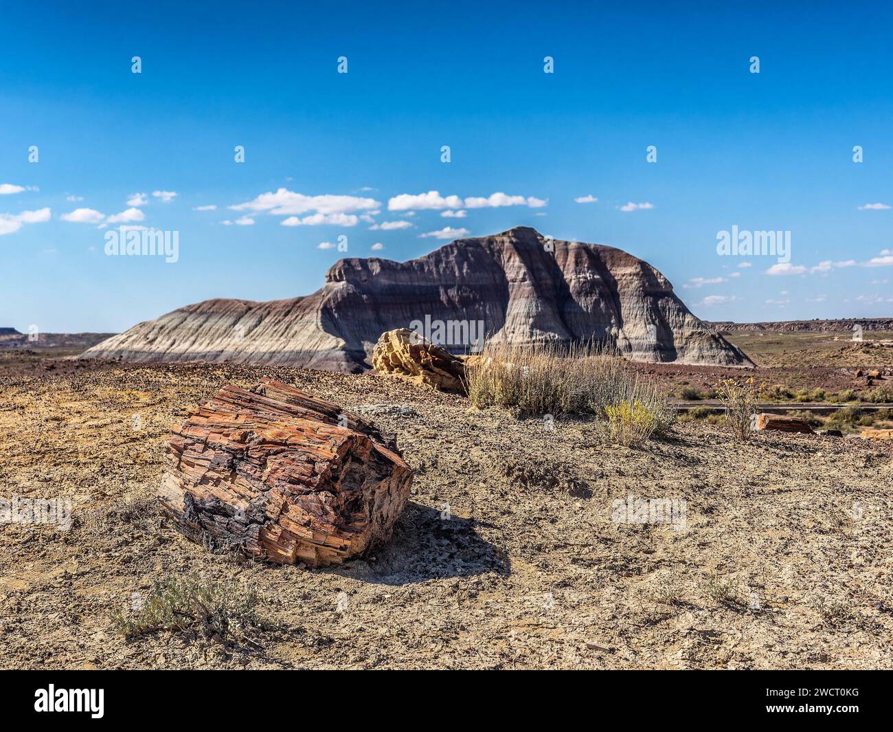 Rocce pietrificate dalla Foresta pietrificata vicino a Holbrook, Arizona, USA Foto Stock