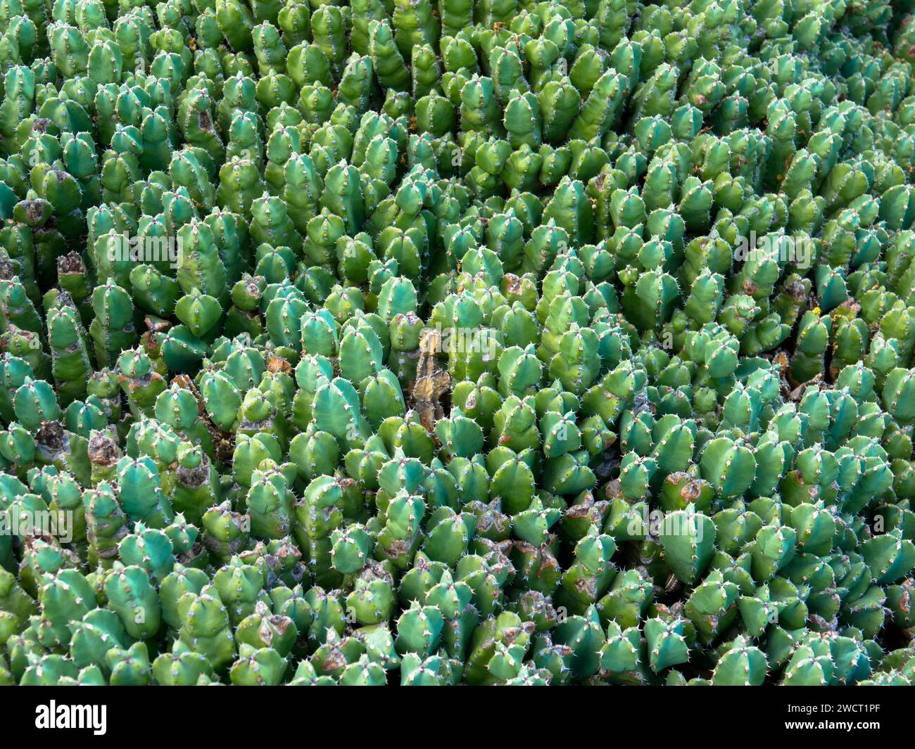 Vista dall'alto. Sedum acre, rop di muschio d'oro, rop di muschio d'oro, sedum di muschio d'oro, piante verdi. Sfondo fogliame. Primo piano Foto Stock