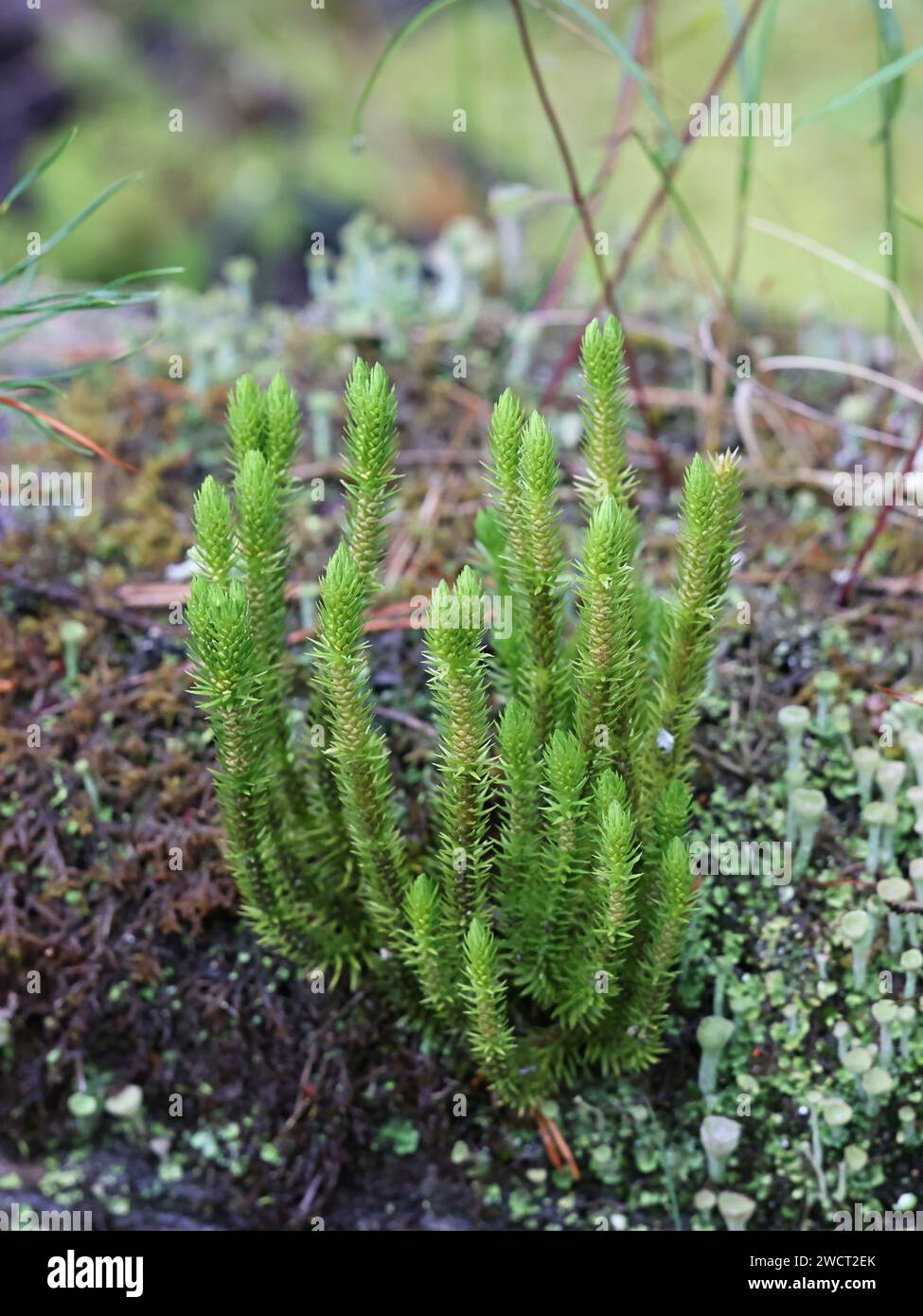 Huperzia selago, commonlöy conosciuta come Firmoss settentrionale o clubmoss di abete, pianta selvatica proveniente dalla Finlandia Foto Stock