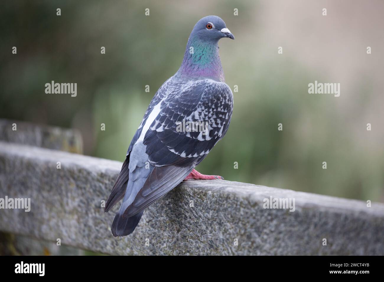 Rock dove Pigeon. Foto Stock