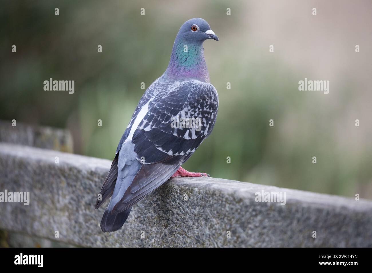 Rock dove Pigeon. Foto Stock