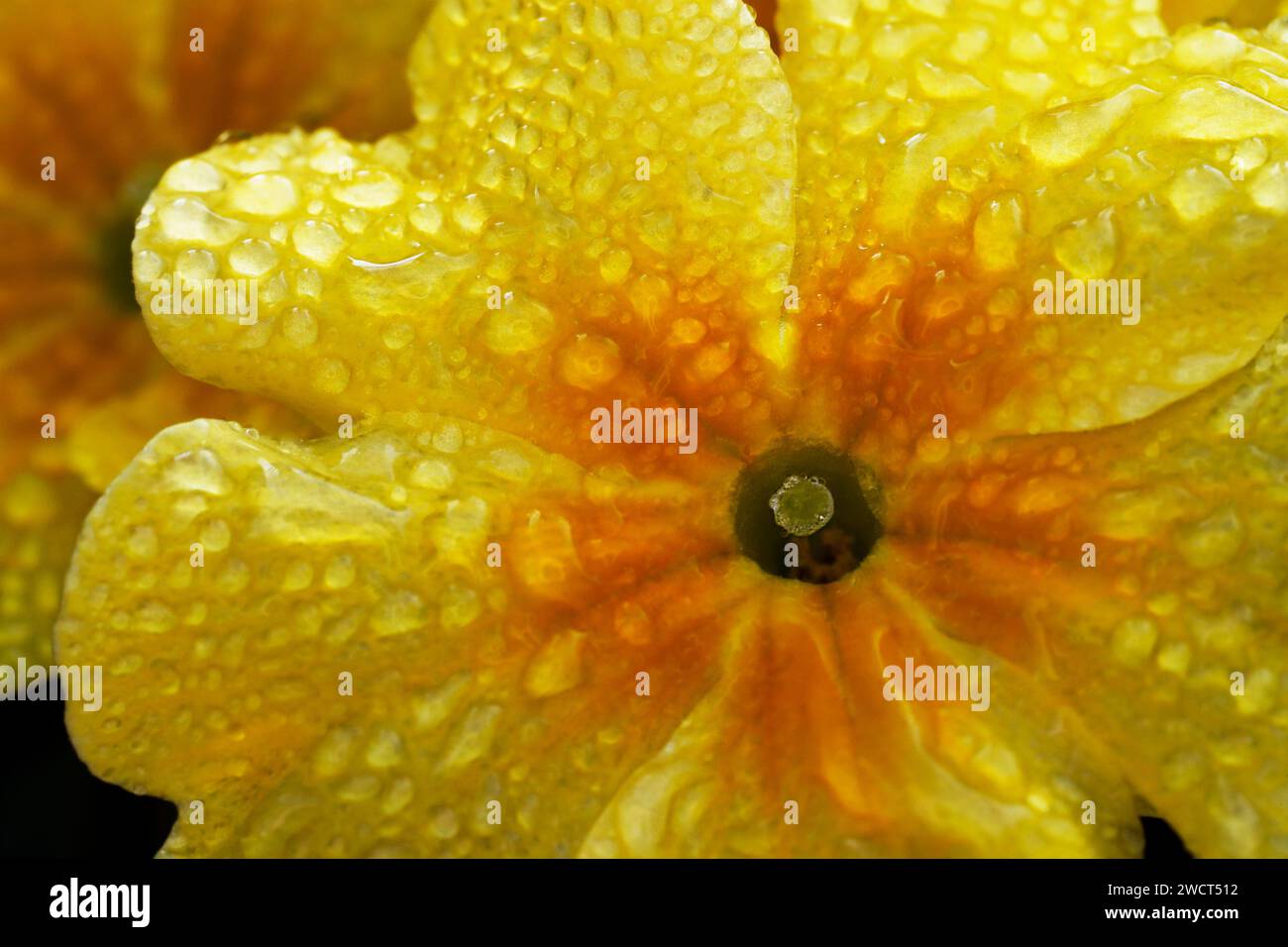 Un macro shot di una Primrose Fruelo (Primula) ricoperta di gocce di rugiada. Foto Stock
