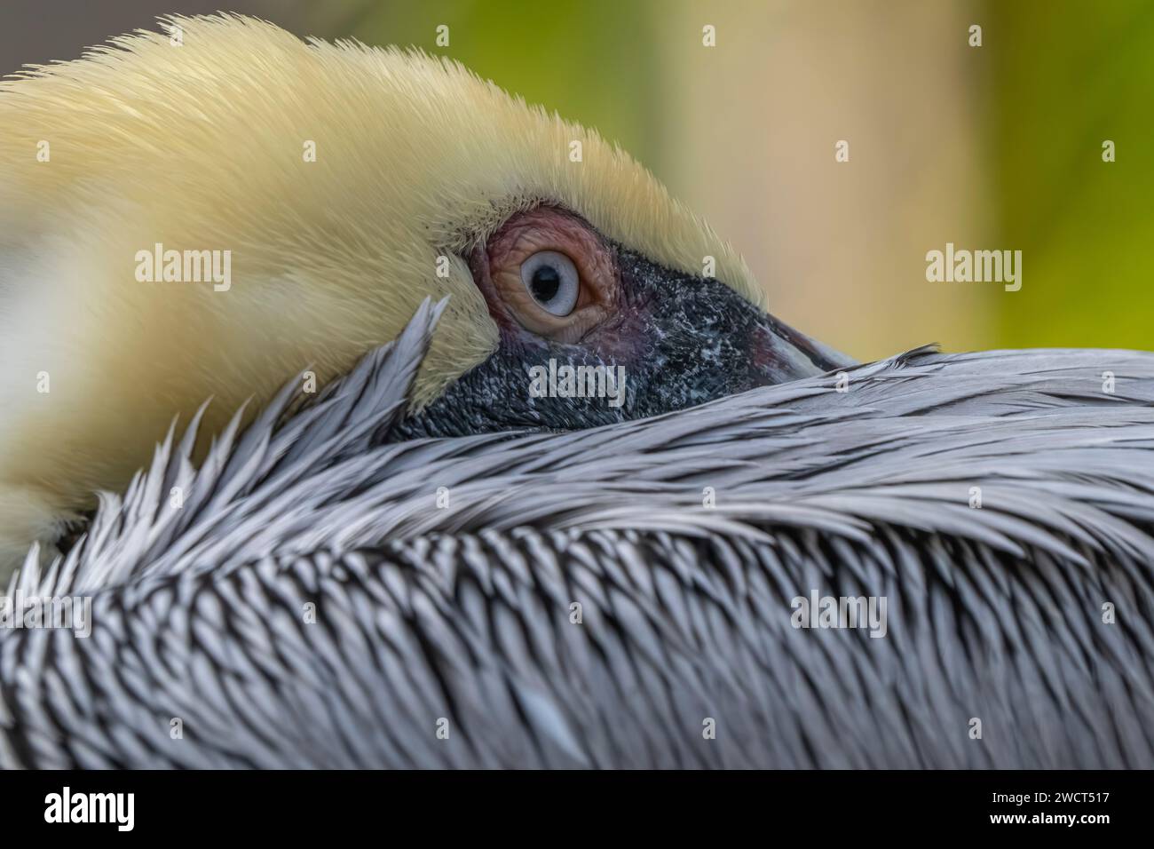 La testa di un pellicano, che mostra le sue bellissime piume bianche e gli occhi accattivanti. Foto Stock