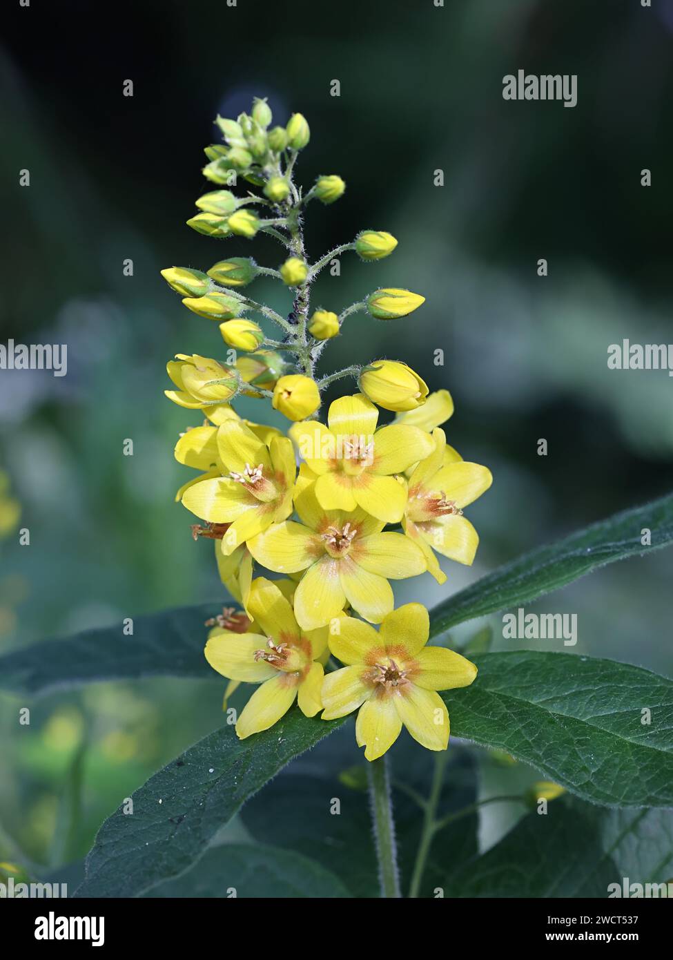 Loosestrife giallo, Lysimachia vulgaris, noto anche come Garden loosestrife o Yellow Garden loosestrife, pianta a fiore selvatico proveniente dalla Finlandia Foto Stock
