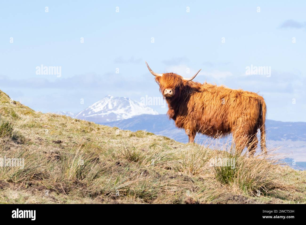 Highland Cow con Ben Lomond alle spalle, Scozia, Regno Unito Foto Stock