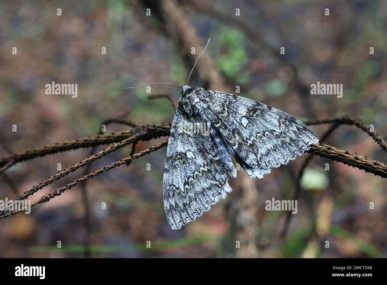 Blue Underwing, Catocala fraxini, noto anche come falena non pareil di Clifden Foto Stock