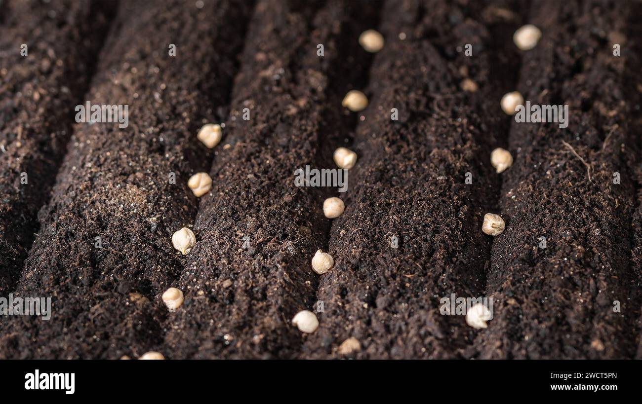 Semi di ceci nel terreno. Primo piano della semina dei semi Foto Stock