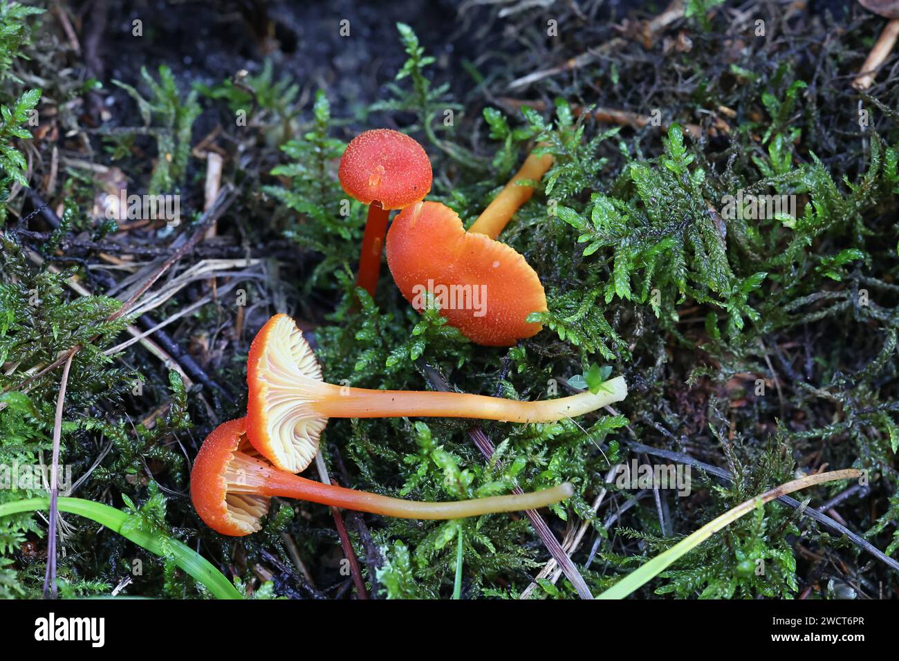 Hygrocybe cantharellus, conosciuto come Goblet Waxcap, fungo selvatico finlandese Foto Stock