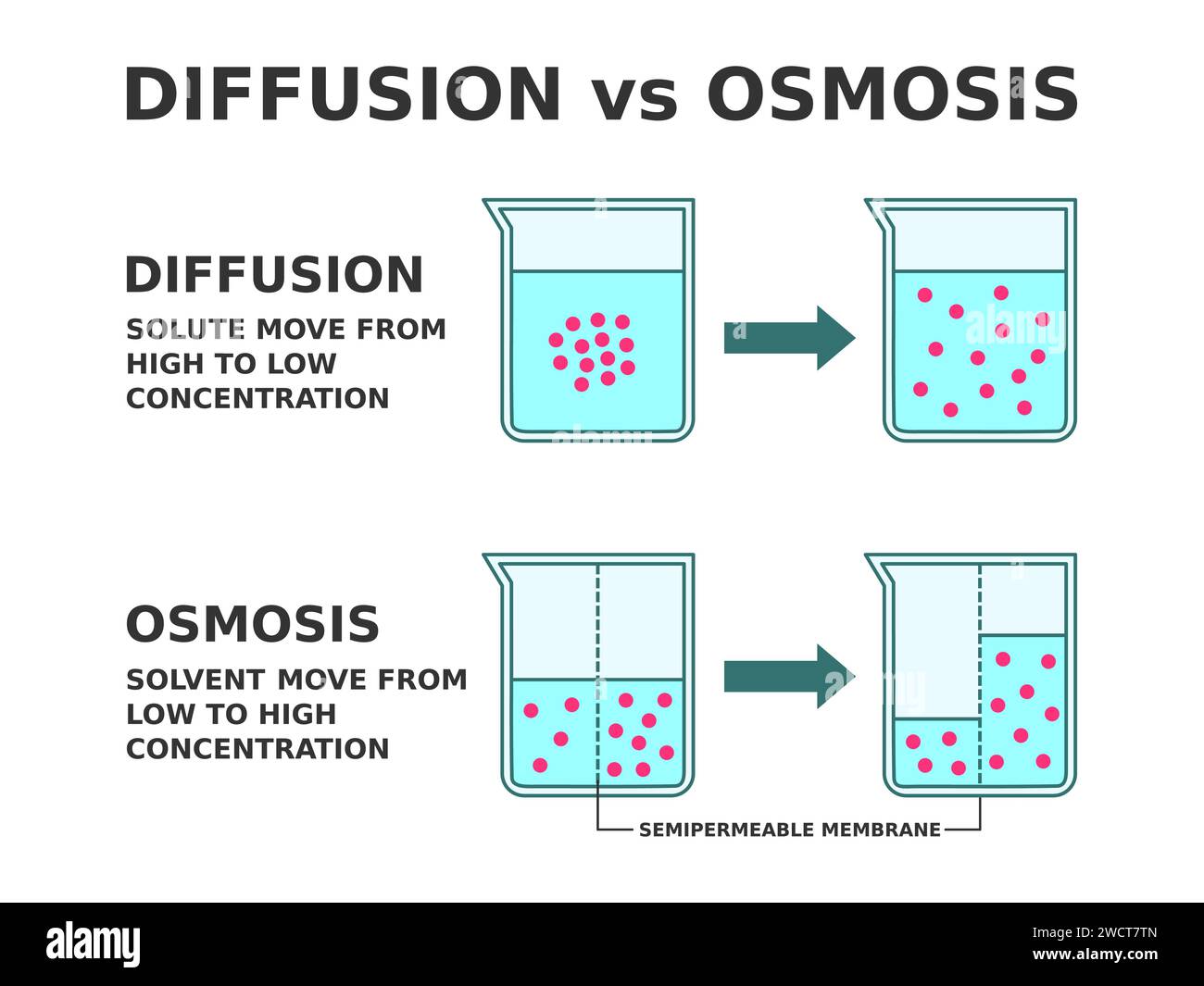 Diffusione vs osmosi. Processo di trasporto della soluzione. La diffusione si riferisce allo spostamento del soluto da alta a bassa concentrazione. Esperimento. Illustrazione vettoriale Illustrazione Vettoriale