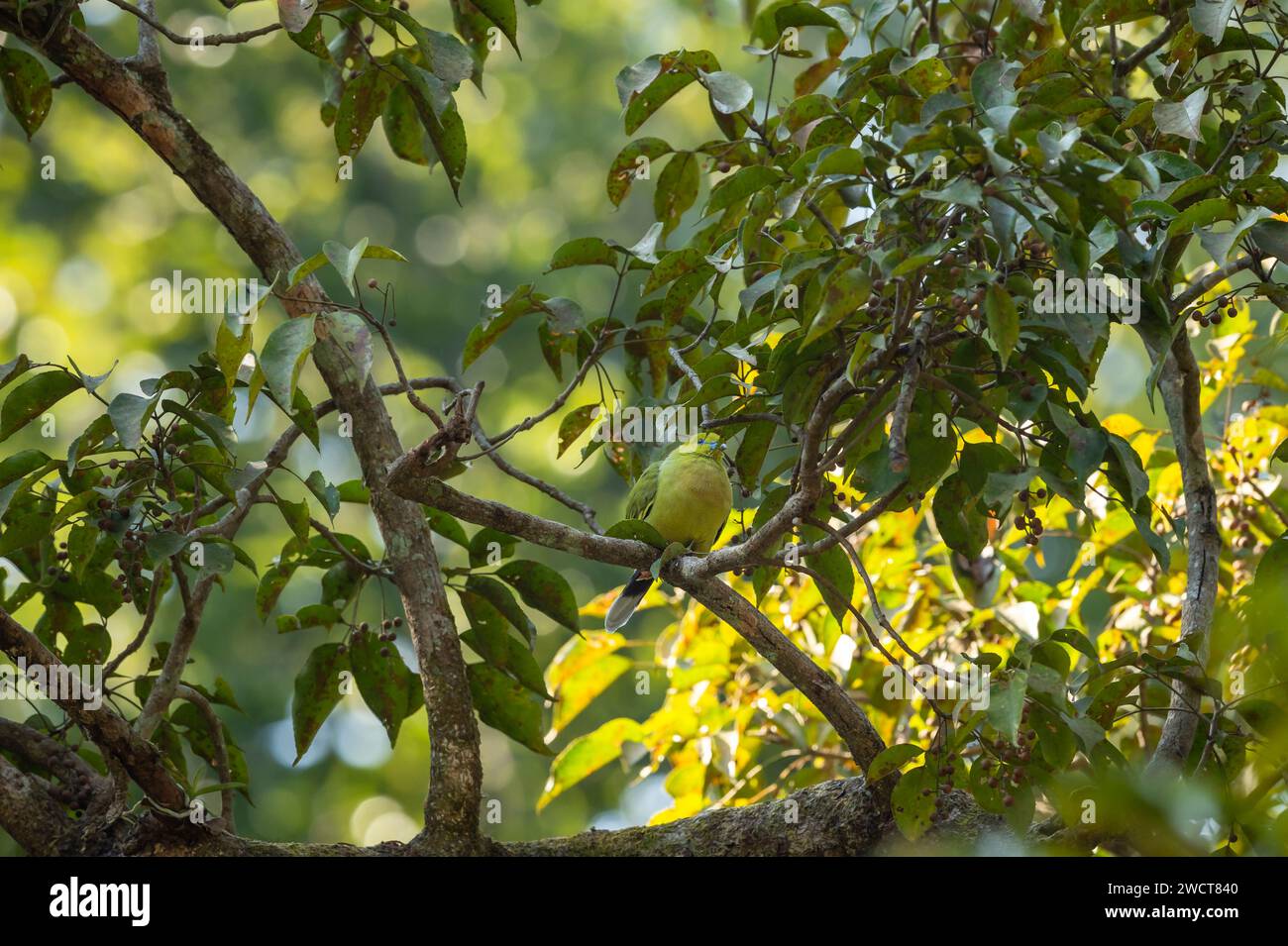 Piccione verde a coda di spillo o apicauda Treron su un albero in uno sfondo verde naturale durante la stagione invernale nella foresta del parco nazionale di dhikala jim corbett Foto Stock