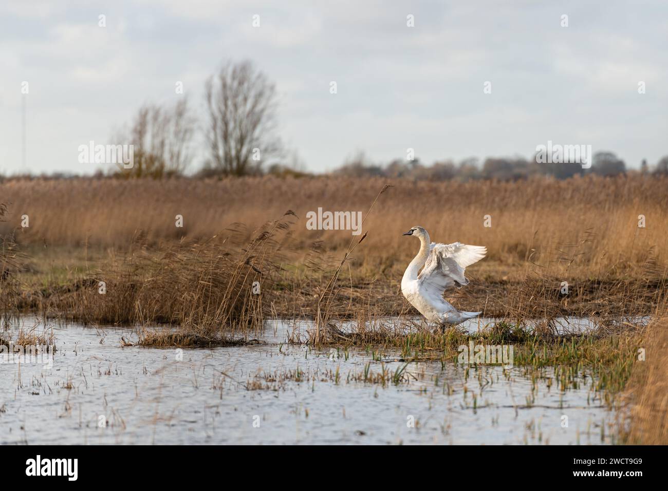 Juvenile Mute Swan a Norfolk Broads Marshland iv Wings Lived Strumpshaw Fen, dicembre 2022 Foto Stock