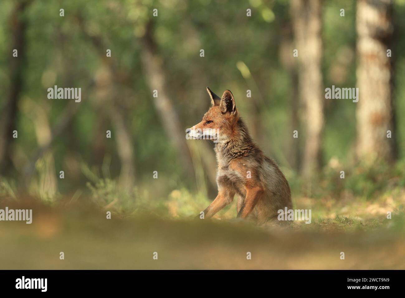 Una giovane volpe rossa siede con attenzione nel bosco, le sue orecchie si aprono mentre osserva l'ambiente circostante Foto Stock