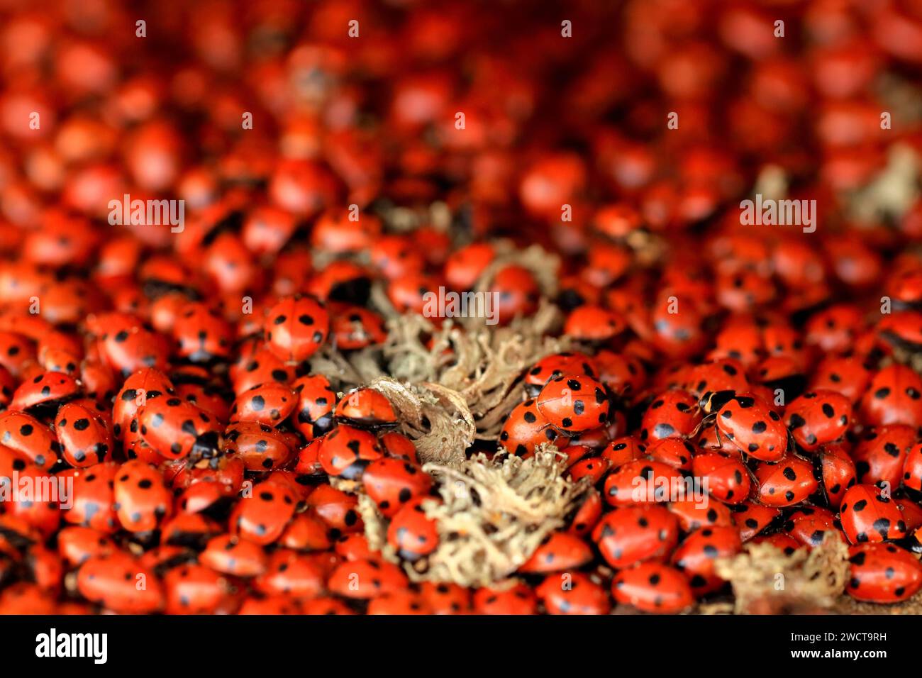Una moltitudine di coccinelle rosse a sette punti con macchie nere raggruppate saldamente su una superficie naturale. Foto Stock