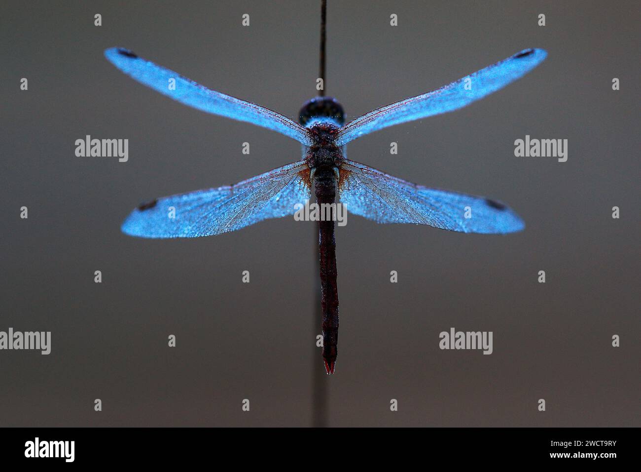 Un primo piano di una libellula blu appollaiata simmetricamente su una sottile canna verticale, con uno sfondo grigio a fuoco tenue. Foto Stock