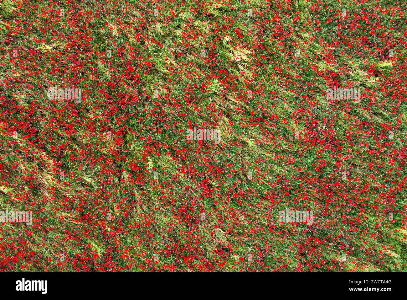 Vista dall'alto di un campo denso con un mix di verde e papaveri rossi sparsi che creano un tappeto naturale testurizzato Foto Stock