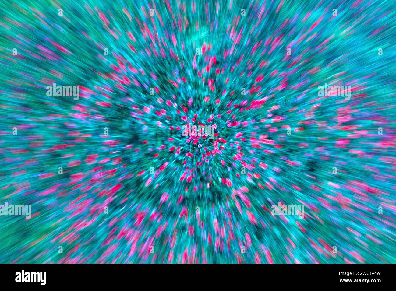 Effetto di sfocatura radiale astratta di un campo con fiori rosa su uno sfondo verde vibrante che crea un senso di movimento dinamico Foto Stock