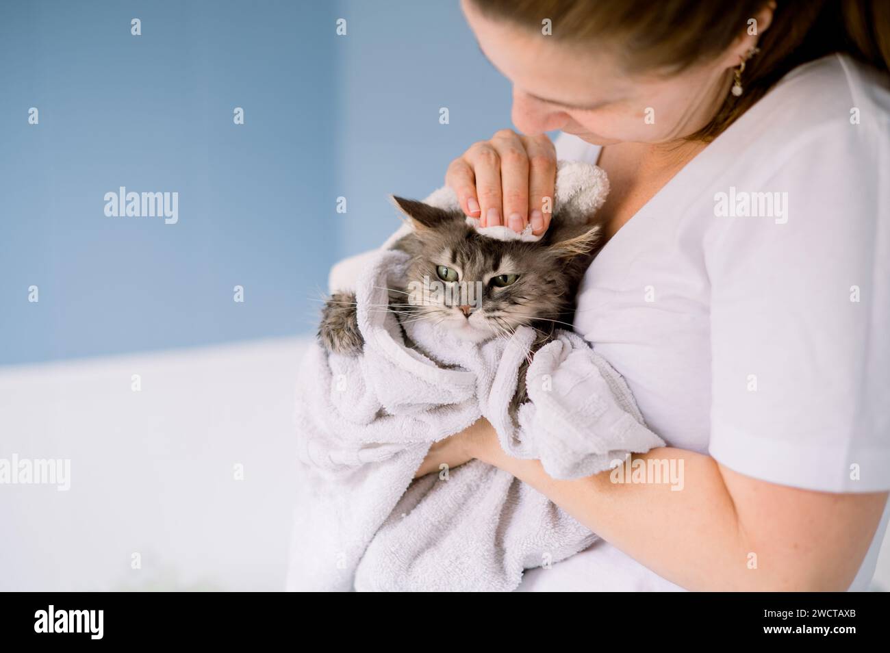 Un gatto tovagliato grigio che viene coccolato in un asciugamano bianco da una donna corta dopo il bagno a casa Foto Stock