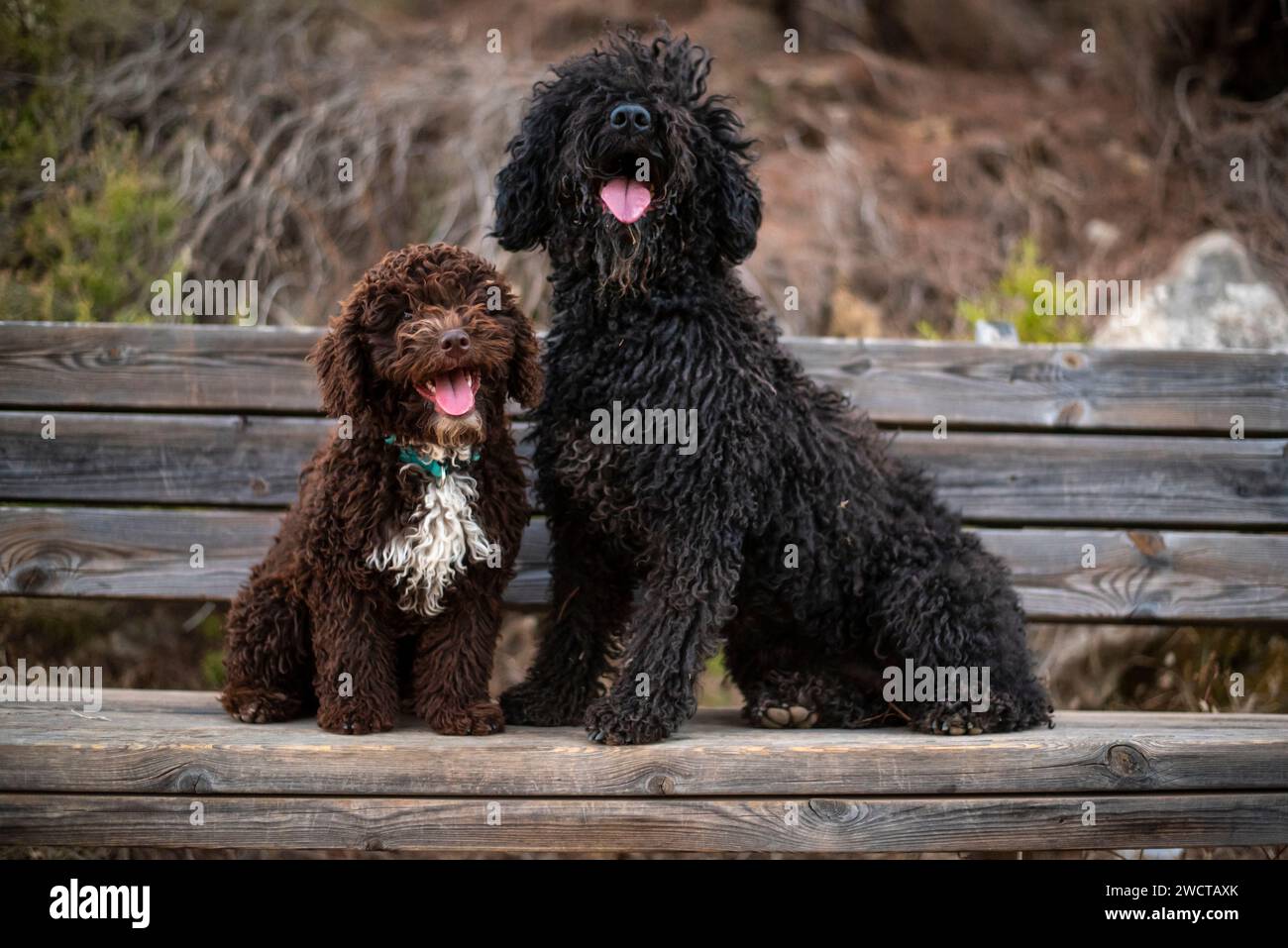 Due Happy Spanish Water Dogs siedono insieme su una panchina di legno, condividendo un momento di gioia e compagnia in un ambiente sereno Foto Stock
