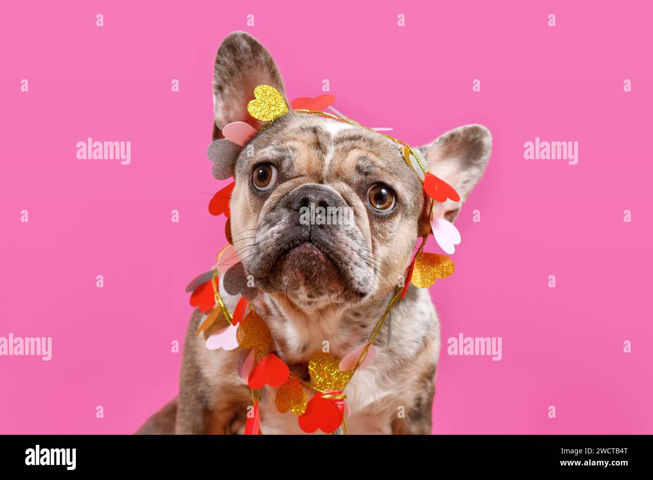 Grazioso Bulldog francese merle che indossa la ghirlanda di San Valentino con cuori su sfondo rosa Foto Stock