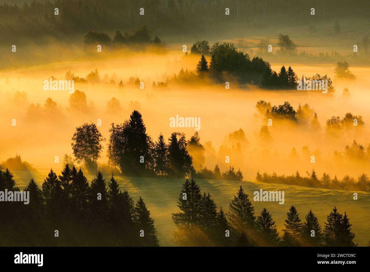 Nebelschwaden und Wald beim Hochmoor Rothenthurm, Kanton Schyz, Schweiz Foto Stock