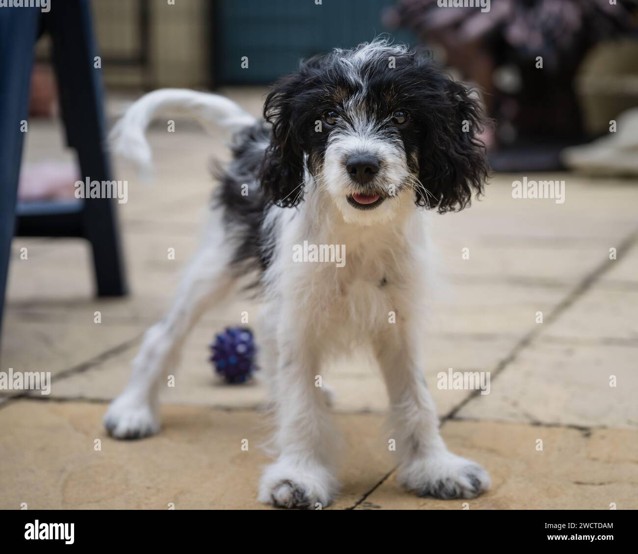 Cavapoo Garden Portrait i luglio 2023 Foto Stock