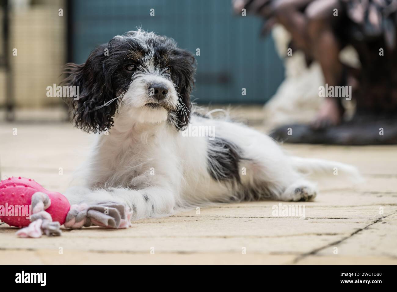 Cavapoo Garden Portrait II luglio 2023 Foto Stock