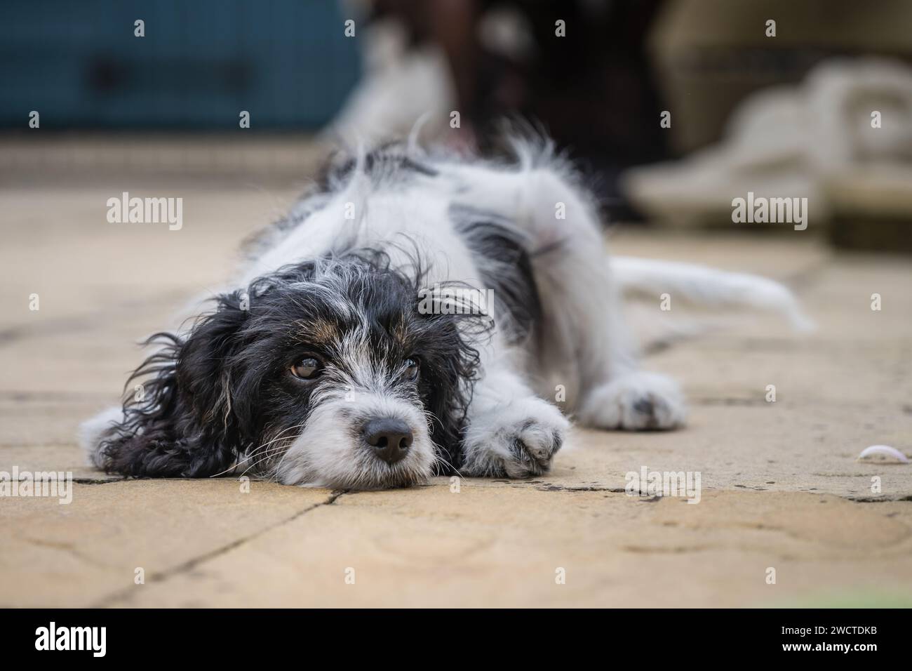 Cavapoo Garden Portrait iv luglio 2023 Foto Stock
