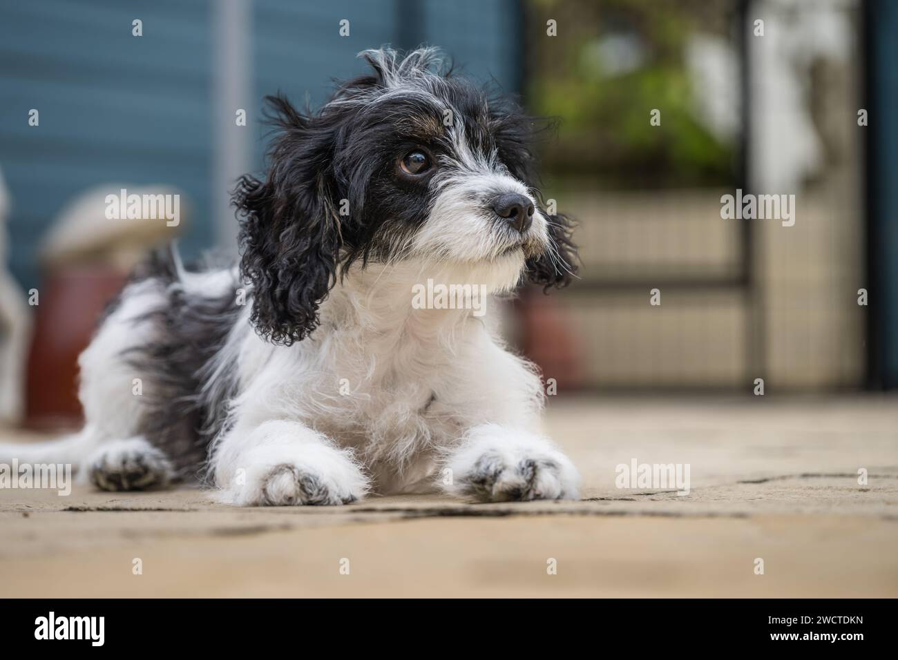Cavapoo Garden portrait V luglio 2023 Foto Stock