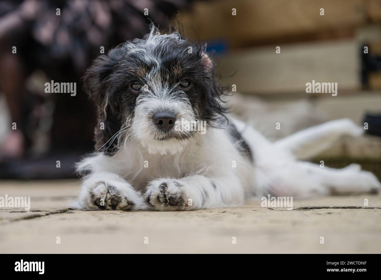 Cavapoo Garden Portrait vii luglio 2023 Foto Stock