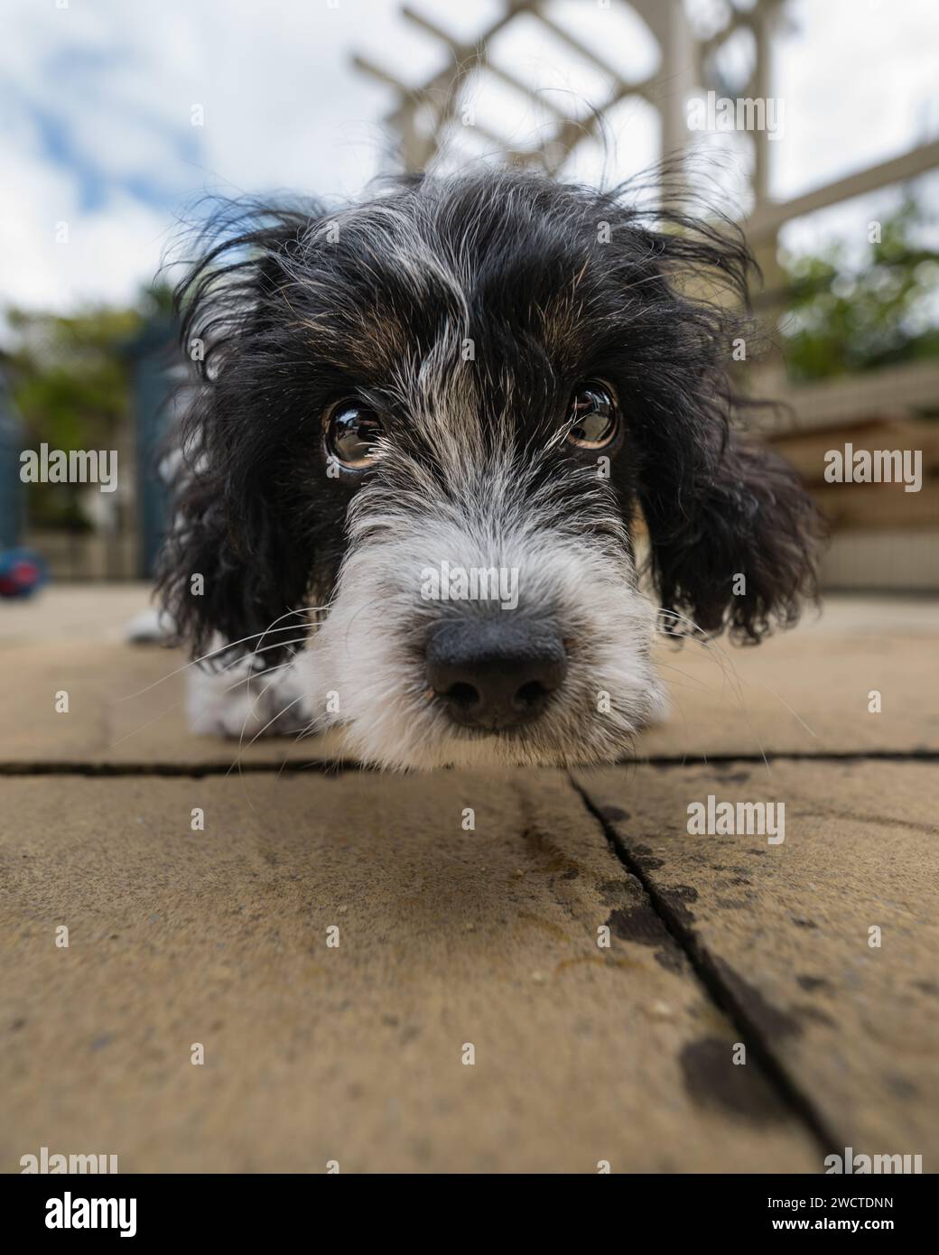 Cavapoo Garden Portrait viii luglio 2023 Foto Stock