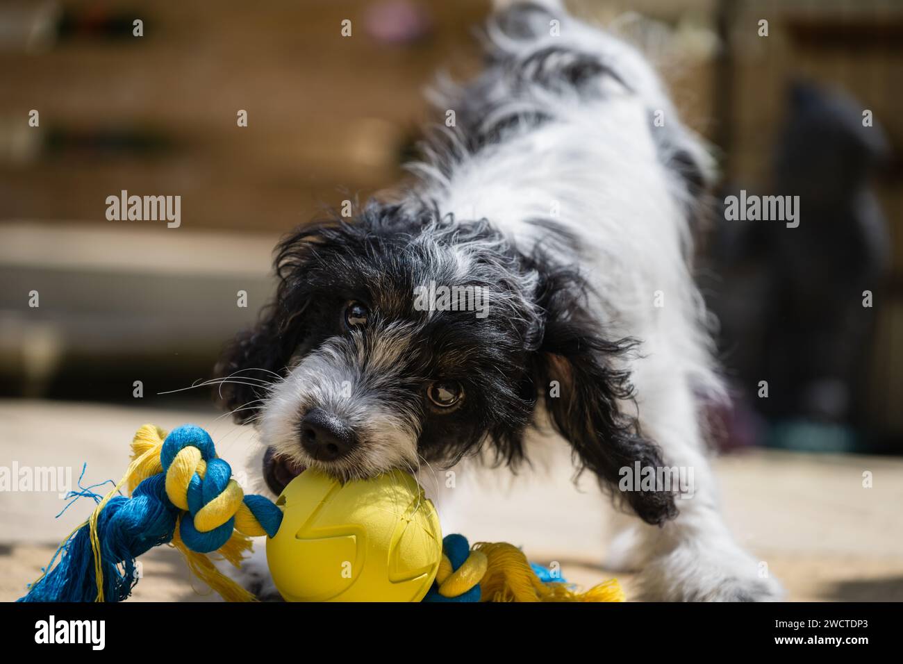 Ritratto del giardino Cavapoo ix luglio 2023 Foto Stock