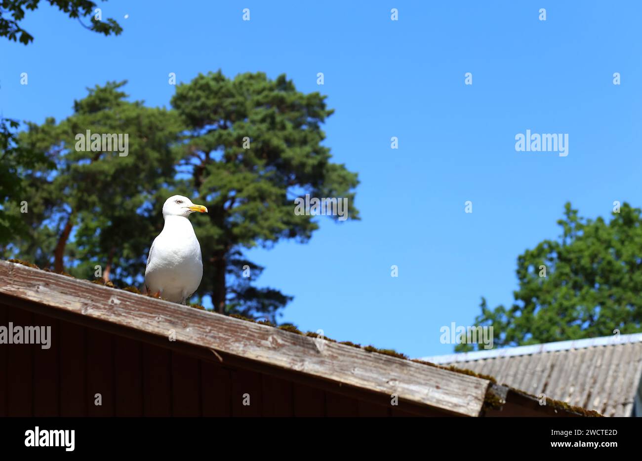Un gull di mare gode della vista di una città vecchia a Tallinn, Estonia. Foto Stock