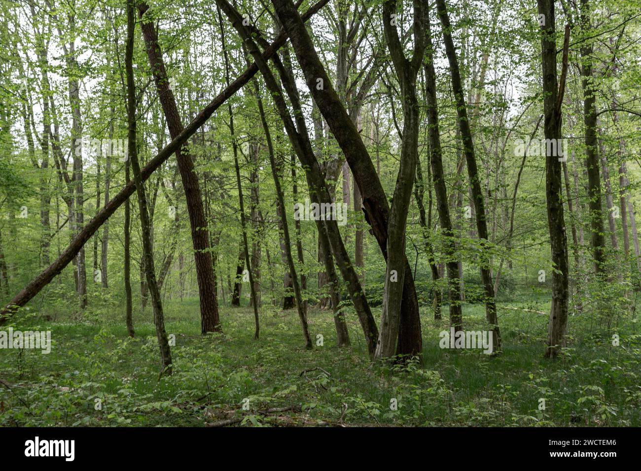 Alberi in una foresta. Una scena boschiva estiva con crescita verde Foto Stock