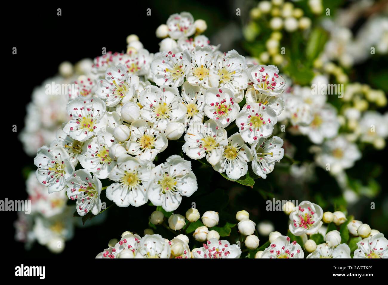 Biancospino (Crataegus monogyna), Biancospino è anche conosciuto come albero di maggio perché i suoi fiori fioriscono a maggio, Foto Stock