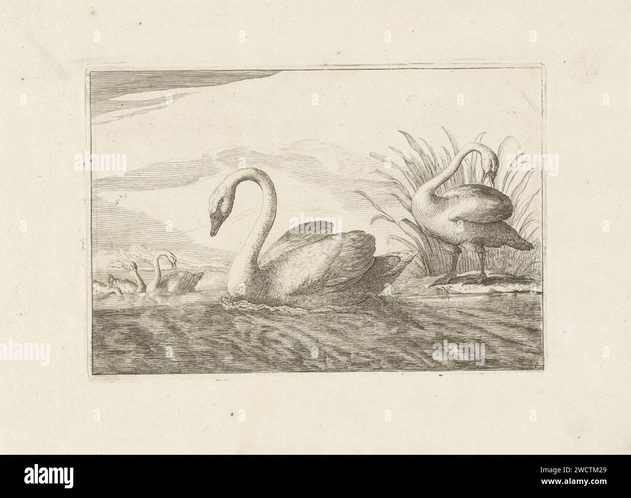 Zwanen, Pieter Schenk (i) (attribuito a), dopo Francis Barlow, 1675 - 1711 stampano cinque cigni dentro e vicino all'acqua. Acquavite di carta di Amsterdam: swan Foto Stock