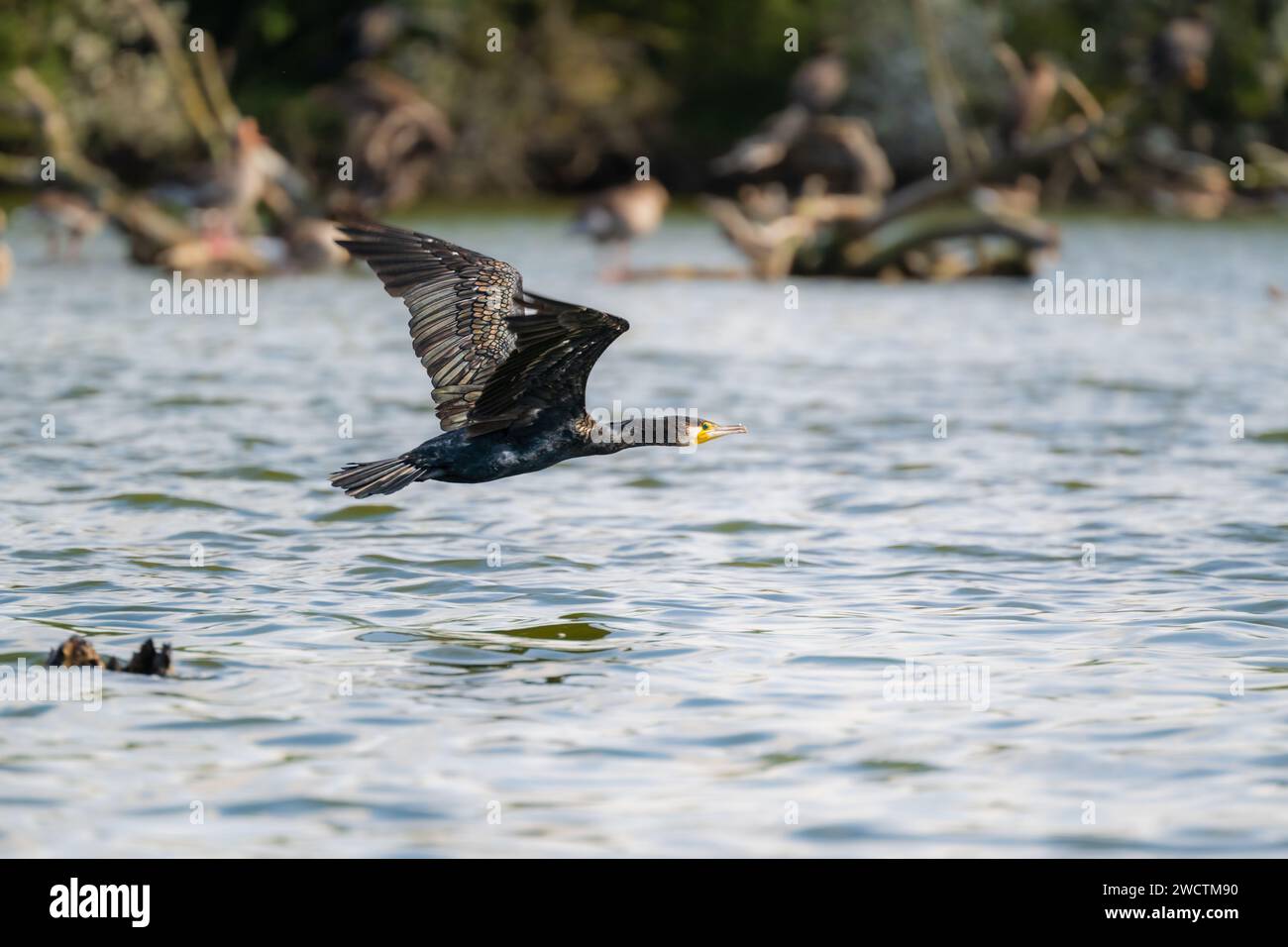 Phalacrocoracidae - Cormorano in volo al Norfolk Wildlife Trust Ranworth Broad, Norfolk Broads settembre 2023 Foto Stock