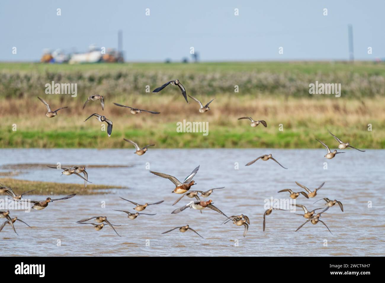 Duck and Lapwings in volo sopra il Norfolk Wildlife Trust Cley Marshes, North Norfolk Cley NWT, ottobre 2023 Foto Stock