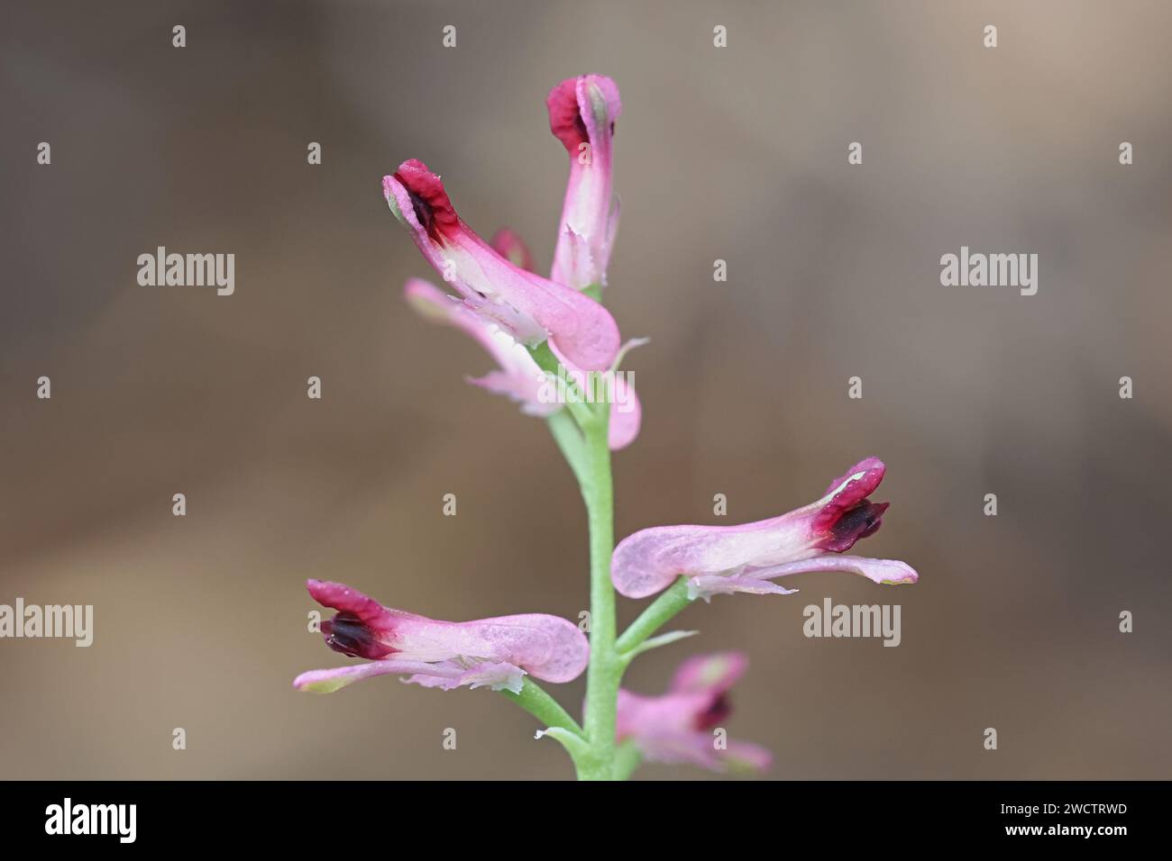 Fumaria officinalis, comunemente noto come fumo di terra o fumitorio comune, pianta di fioritura selvatica proveniente dalla Finlandia Foto Stock