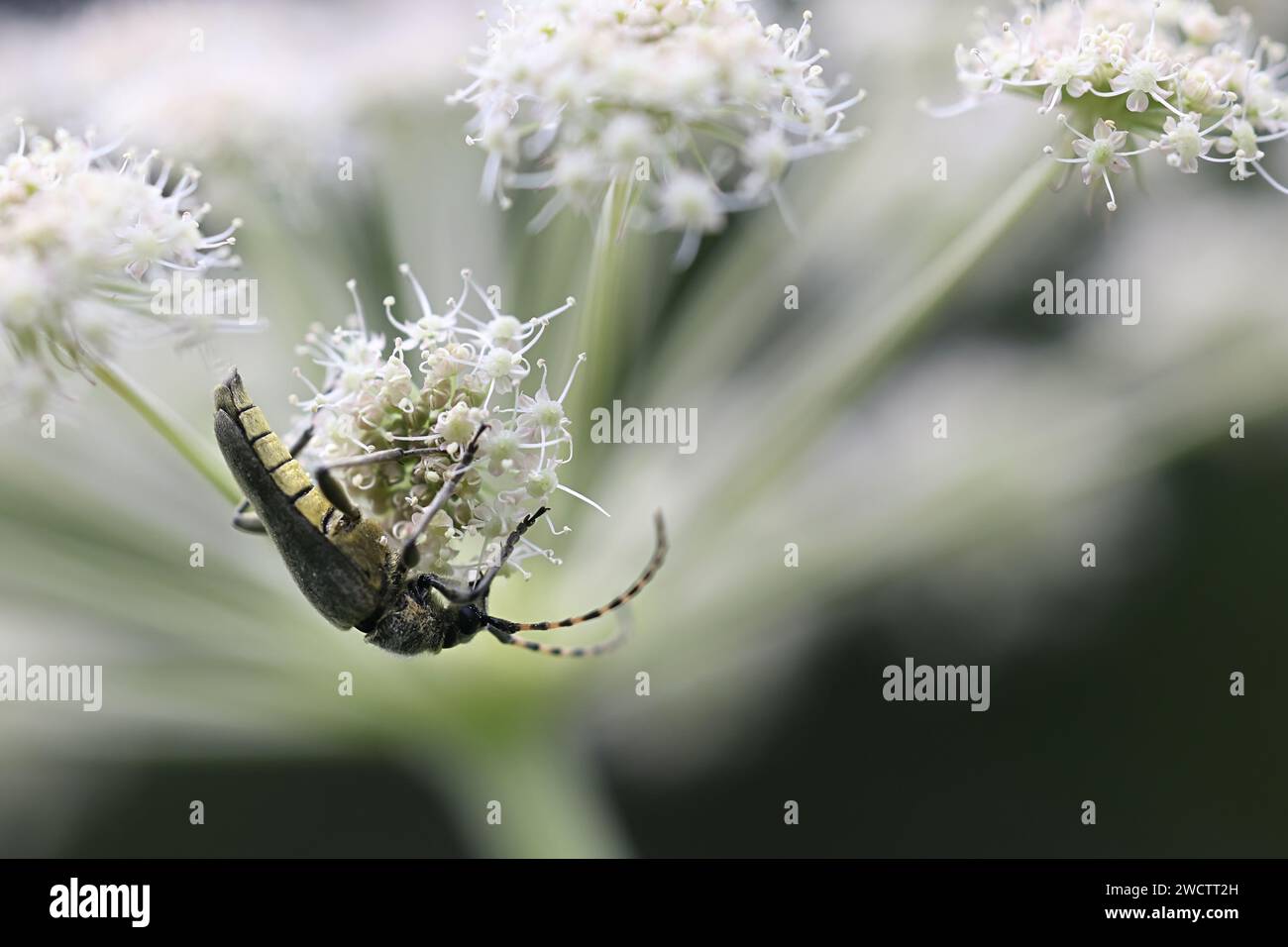 Lo scarabeo di Longhorn o longicorno, le virene di Anoplodera, si nutrono di Angelica selvaggia Foto Stock