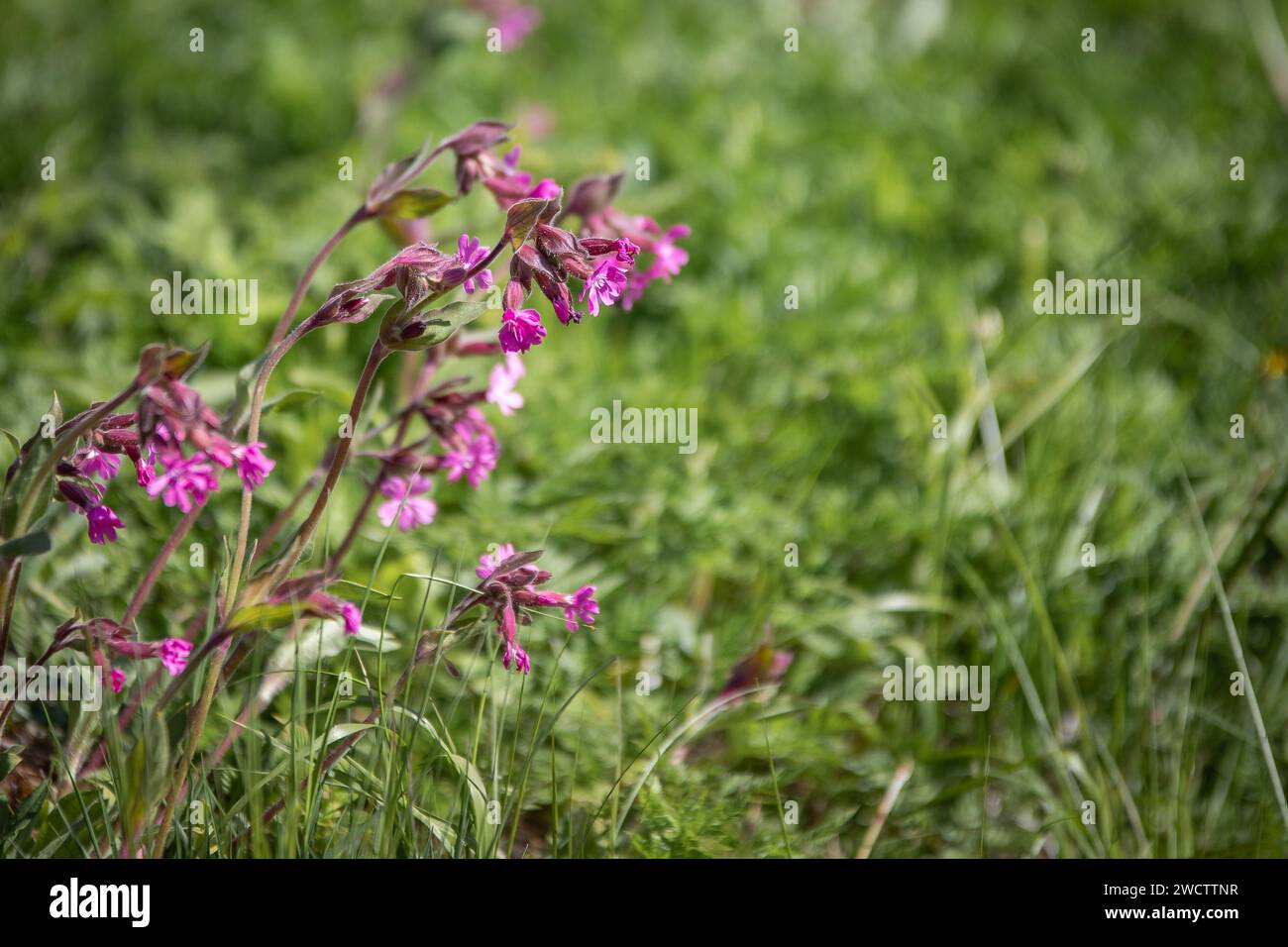 Foto ravvicinata di fiori selvatici finlandesi in una foresta. Bellezza ruvida. Foto Stock